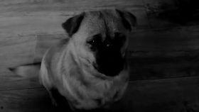 小松鼠 女明星,女明星的蜕变之路