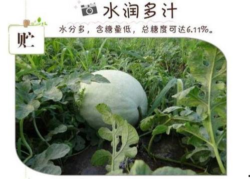 万荣三白瓜免费吃,免费品尝，共享田园美味