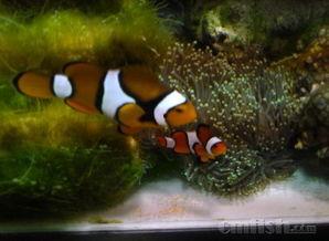 热带鱼视频观赏大全,缤纷水族世界全景解析